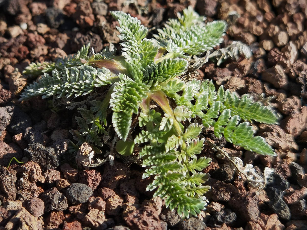 Oreomyrrhis argentea 2